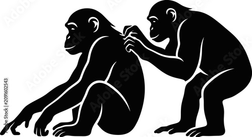 Canvas Print Two chimpanzees grooming each other, isolated silhouette, teamwork, social behav