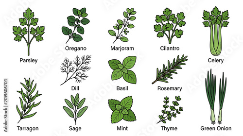 Foto Culinary Herbs and Vegetables Collection: Parsley, Oregano, Basil, Cilantro, Cel
