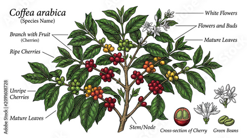 Foto Coffee Arabica Plant with Labeled Cherries, Flowers, and Leaves