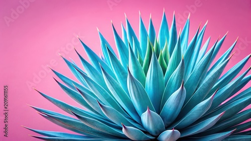 Prickly blue agave plant in close-up with pink background