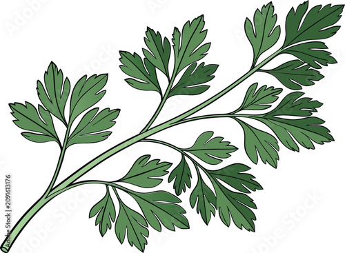Fresh green parsley leaf sprig illustration rendered as a clean and scalable professional digital vector graphic