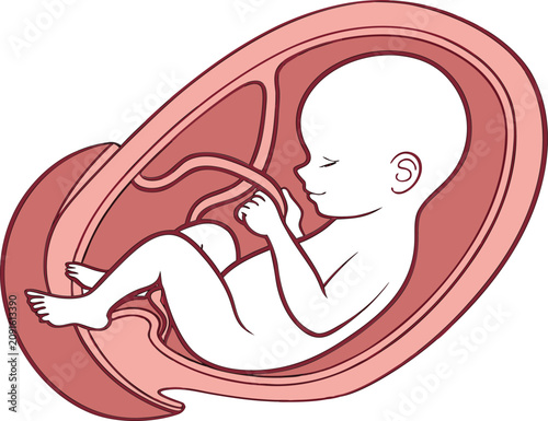 Human fetus developing inside the womb depicted as a clean flat style digital vector art illustration