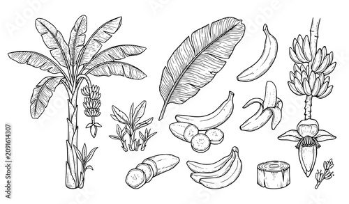 Canvastavla Banana Tree and Fruit Vector Line Art Set with Botanical Tropical Plant Illustra