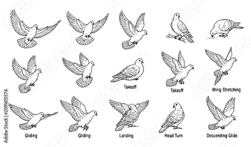 Tableau sur toile Doves in Diverse Graceful Movements Set with Takeoff Gliding Landing and Wing St
