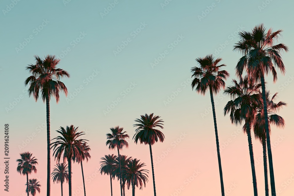 Fototapeta premium Silhouetted palm trees reach towards a gradient sunset sky with soft pastels