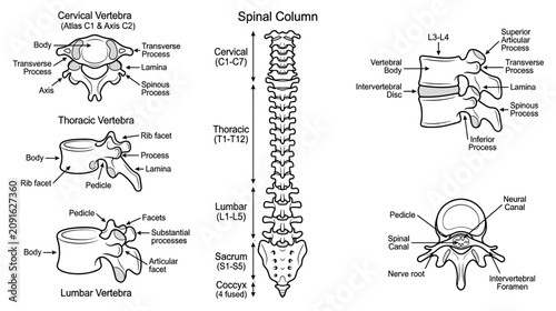 Obraz na płótnie Human Spinal Column Anatomy: Vertebrae, Discs, and Neural Canal