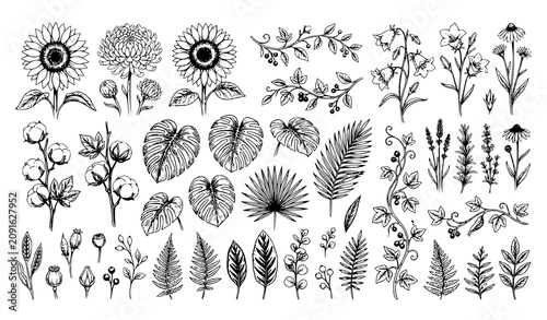 Bild auf Leinwand Vintage Botanical Flower and Tropical Leaf Vector Collection with Hand Drawn Bel