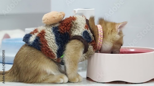 Cute kitten with brown fur and fluffy sweater wearing pink collar eating from pet bowl indoors, playful domestic cat enjoying cozy relaxed atmosphere, adorable young pet drinking water from pink bowl