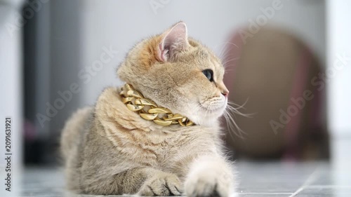 Golden chain cat pet feline luxury domestic animal cute sitting floor relaxed stylish short hair whisker adorable home elegant collar mammal playful indoor portrait looking side view fur fashion gold