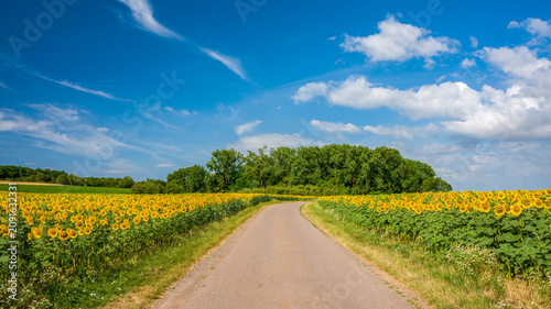 Sonnenblumenfeld vor blauem Himmel