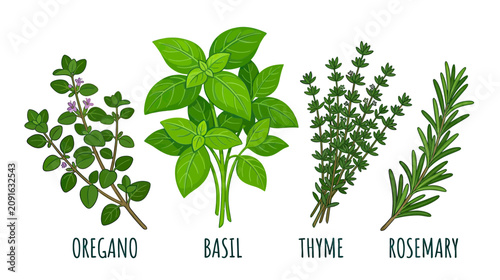 Konstfotografi Fresh Herbs: Oregano, Basil, Thyme, Rosemary - Culinary Ingredients