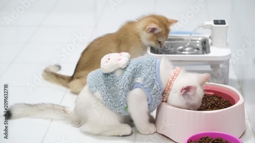 Adorable white cat and orange kitten wearing blue sweater and collar, eating dry food from pink bowl and drinking water from pet fountain, cozy playful pet animal feline scene clean white tiled floor