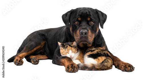 Canvastavla Rottweiler dog lying down beside a sleeping calico cat resting peacefully as PNG