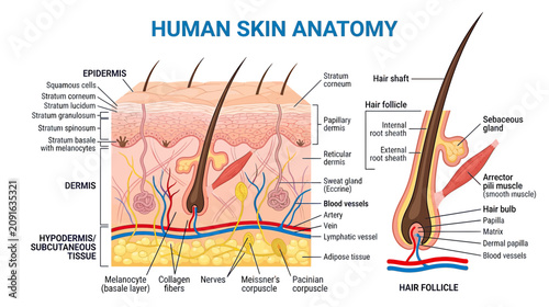 фотографія Human Skin Anatomy Diagram: Epidermis, Dermis, Hypodermis, Hair Follicle