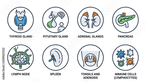 Human Endocrine System Organs and Immune Cells Icons