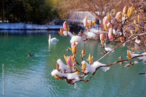 Schilderij op canvas Magnolia buds under the snow in early spring
