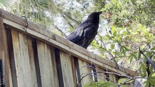 Begging juvenile crow is pecked at by adult	
