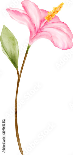 Watercolor Pink Hibiscus Flowers