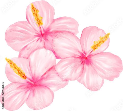 Watercolor Pink Hibiscus Flowers