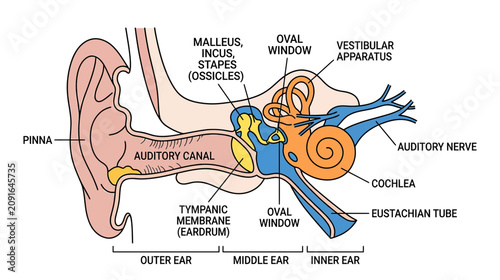 Foto Human Ear Anatomy Diagram: Outer, Middle, and Inner Ear Structure
