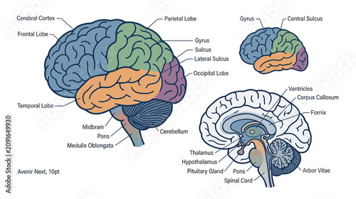Fotografía Human Brain Anatomy Diagram: Lobes, Cerebellum, Brainstem, and Ventricles