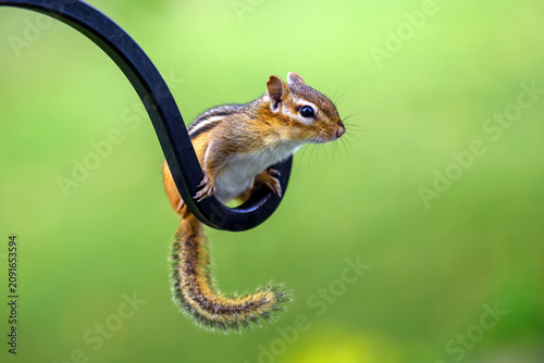 Cute Eastern Chipmunk Perched on a Metal Garden Hook with Soft Green Background