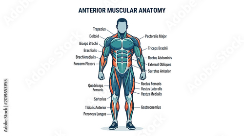 Fotografía Anterior Muscular Anatomy Diagram - Human Body Muscles Labeled