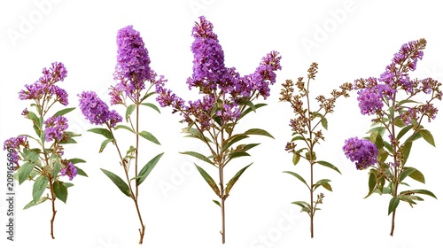 Lilac flowers on white background, purple bloom, floral arrangement