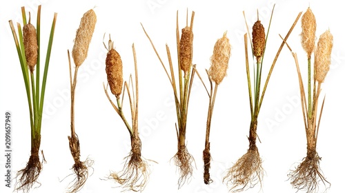 Set of cattail plants with roots and brown seed heads isolated