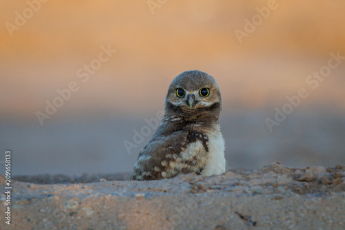 A Burrowing Owlet in Sunrise