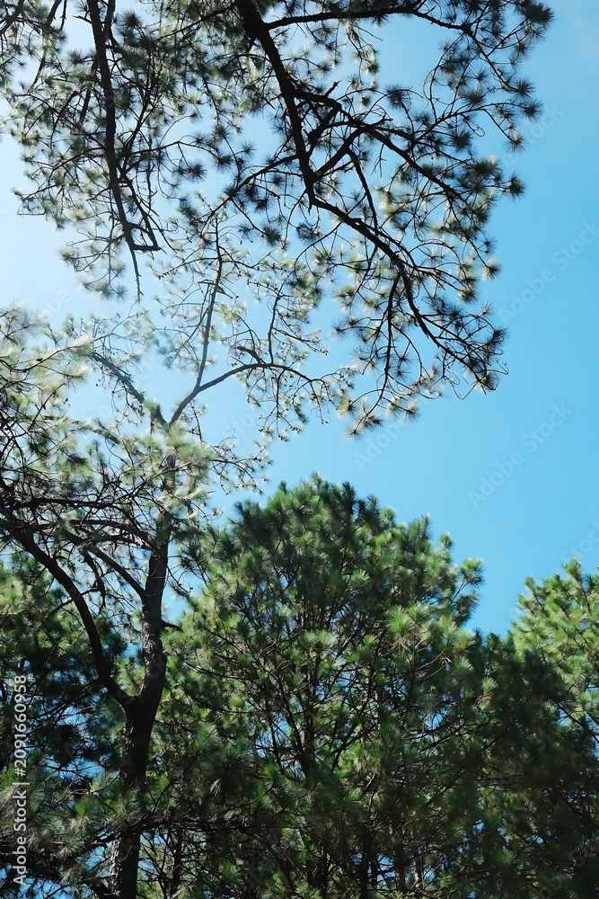 Fototapeta premium Looking up at pine tree branches against a clear blue sky in a forest setting