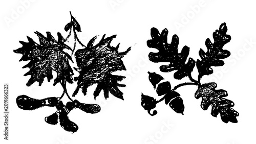 Photos Maple and oak leaves with seeds