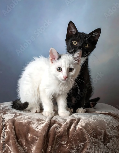 Adorable Black and White Kittens Sitting Together on Velvet Covered Table in Studio