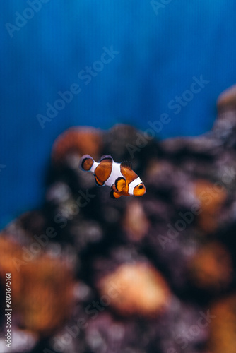Photography fish swimming in blue water.