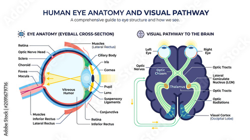 Quadro su tela Human Eye Anatomy and Visual Pathway to Brain Diagram
