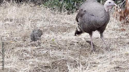 Wild turkey and poult graze in dry grasses
