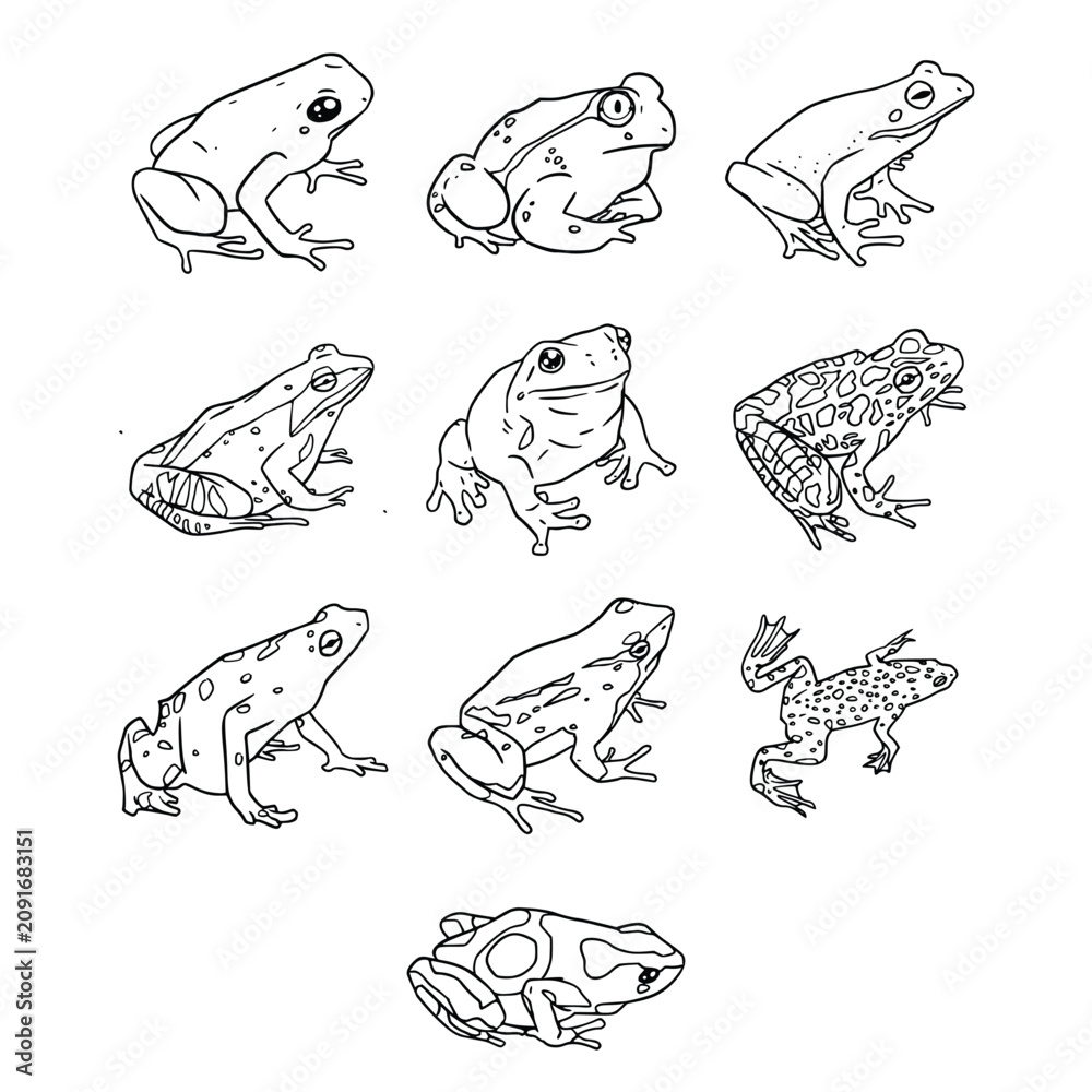 Obraz premium Realistic Frog Species Line Art Illustration Collection
