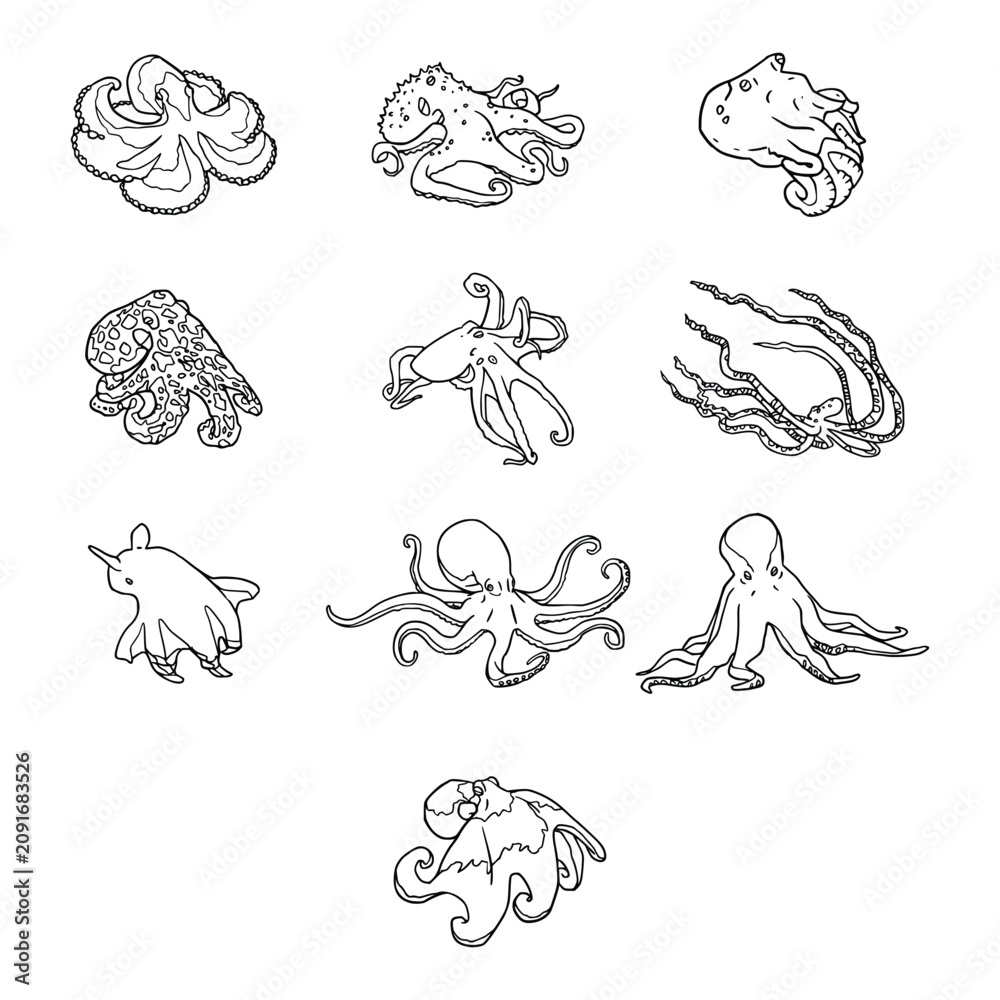 Obraz premium Detailed Octopus Species Outline Illustration Collection