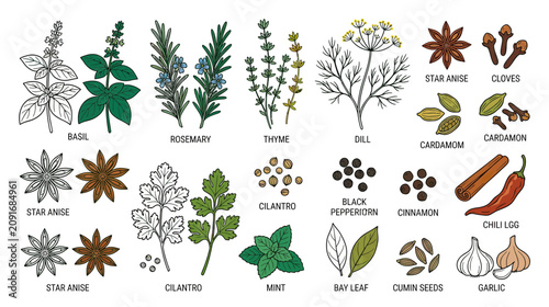 Herbs and Spices Collection: Basil, Rosemary, Thyme, Dill, Star Anise, Cloves, Cilantro, Mint, Bay Leaf, Garlic, Chili