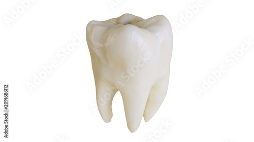 Tableau sur toile Single molar tooth with three roots, isolated on transparent background