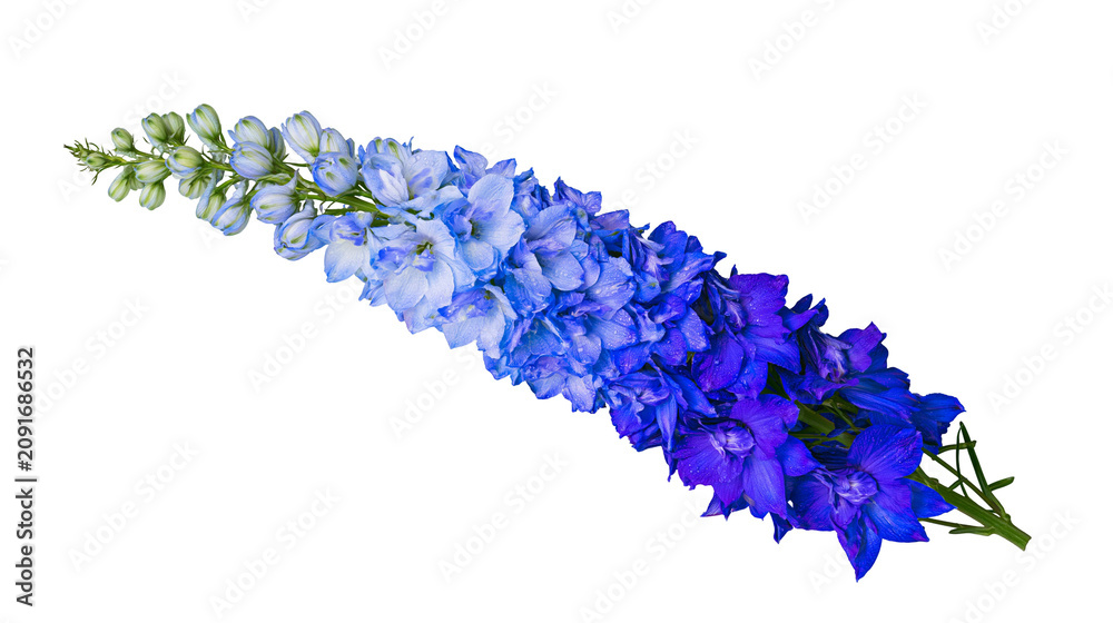 Fototapeta premium Blue delphinium flower stalk with gradient color, isolated on transparent background