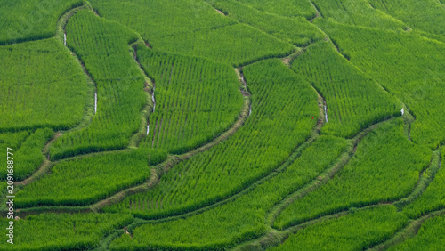 Beautiful terraced rice fields in West Sumatra, Indonesia.
Part 3
