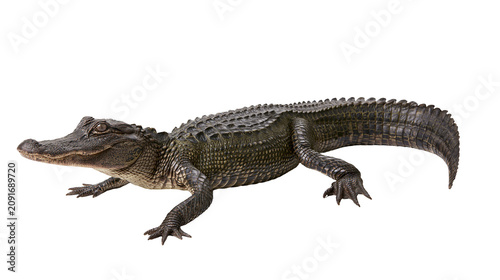 Fotografie Dark green alligator with scaly textured skin, isolated on transparent backgroun