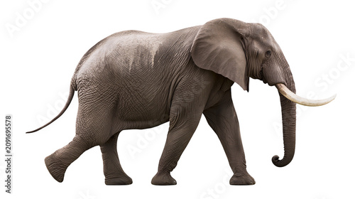 Photography African elephant with large tusks walking, isolated on transparent background