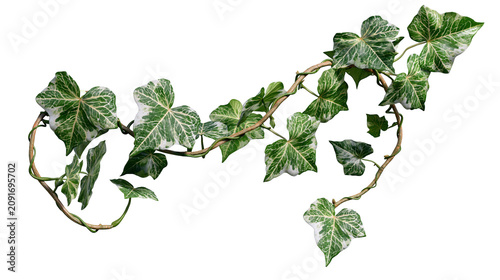 Obraz na plátně Variegated ivy vine with green and white leaves, isolated on transparent backgro