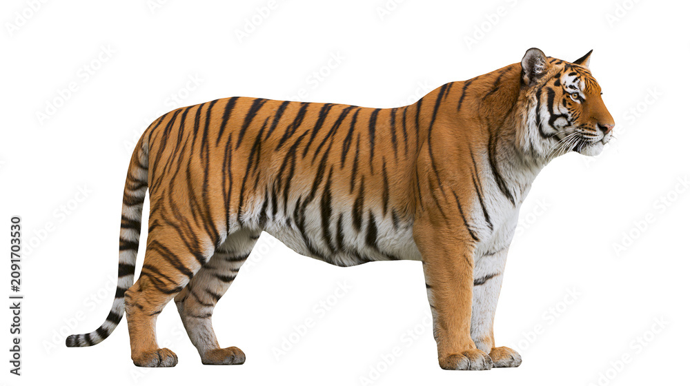 Obraz premium Majestic Bengal tiger with orange fur and black stripes, isolated on transparent background
