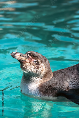 Canvastavla perfil de un pingüino nadando tranquilamente en el agua