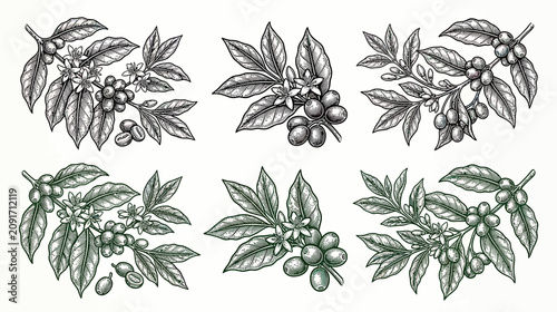 Photos Coffee Plant Branches with Berries, Leaves, and Flowers - Vintage Botanical Illu