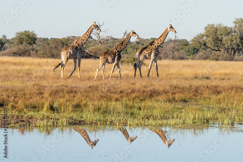 Giraffe with reflection into the water hole in Hwange National Park in Zimbabwe