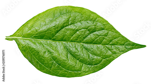 Obraz na płótnie Vibrant green leaf with prominent veins, isolated on transparent background